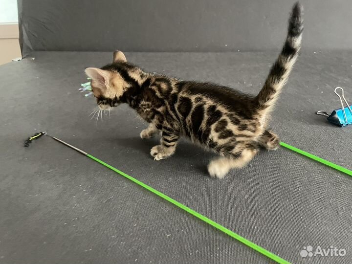 Бенгальские котята