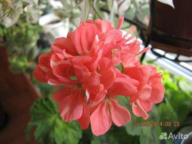 Сортовые розебундные и крупно цветковые герани