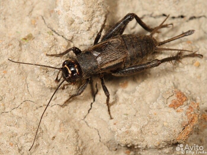 Таракан, сверчок, зофобас, мучной червь