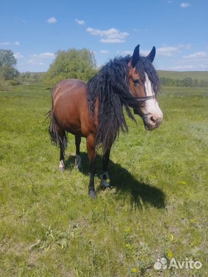 Продам лошадь