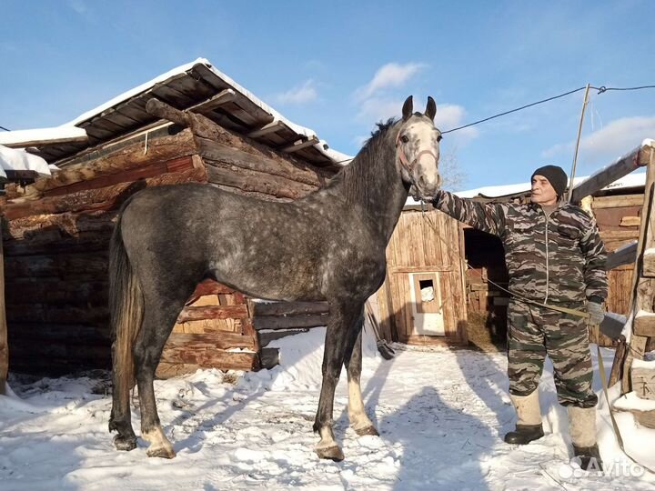 Продам Жеребца в холке 170см