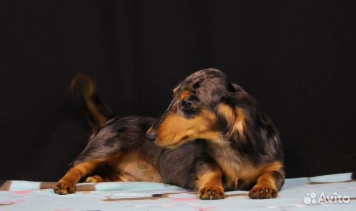 Золотой Родник Сак - Элга