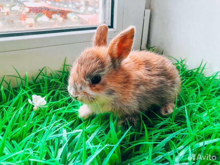 Карликовый кролик - лучший подарок для ребенка