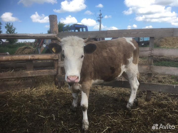 Корова дойная, телята, поросята