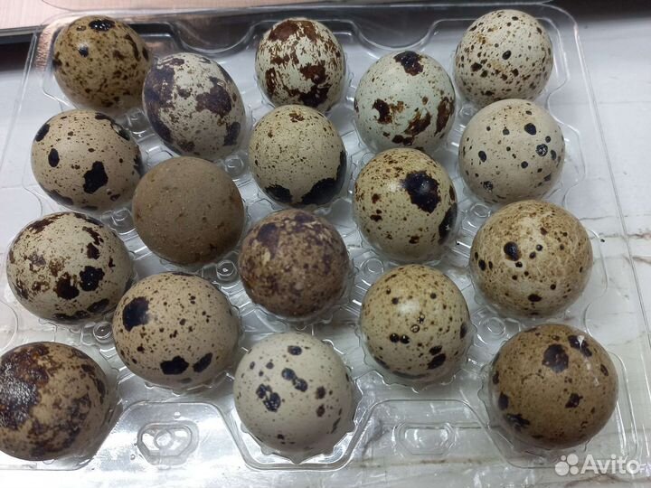 Инкубационное яйцо техасского перепела