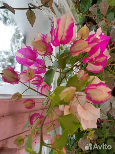 Бугенвиллия вера биколор