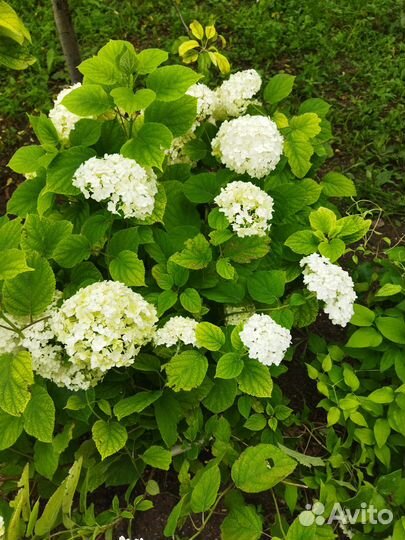 Гортензия древовидная