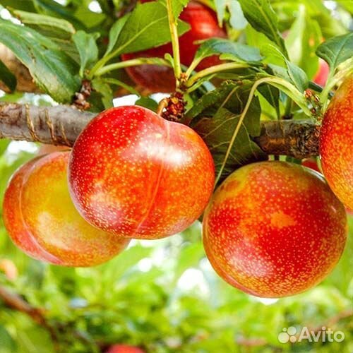 Саженцы шарафуги