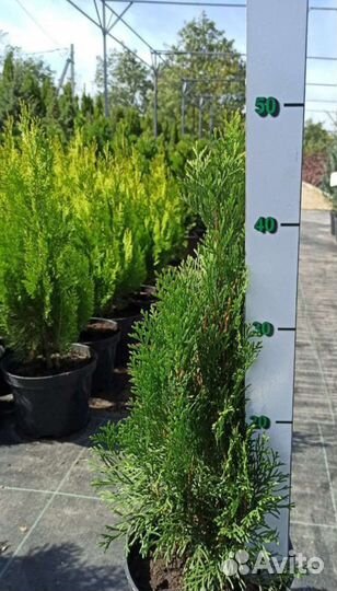 Туя смарагд