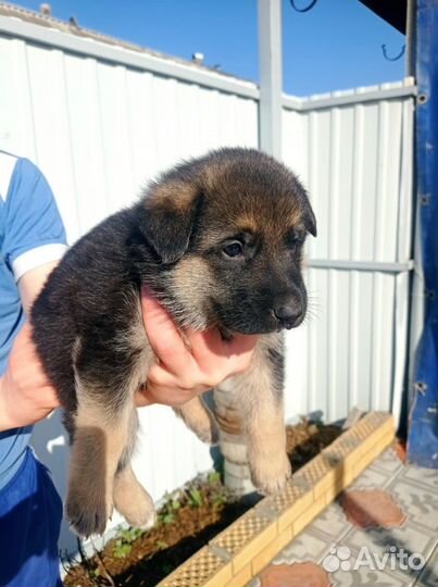 Щенки немецкой овчарки