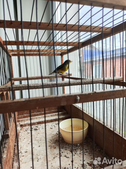 Кенара и канарейки