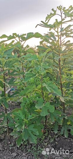 Инжир Крымский Черный (саженец)