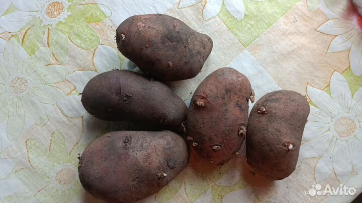 Продам картофель