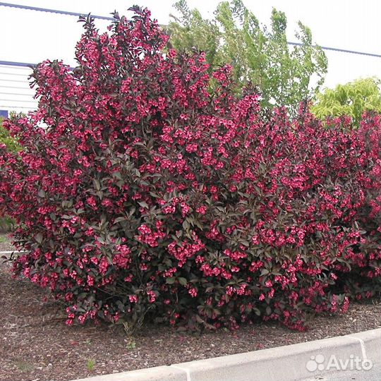 Декоративные кустарники элитных сортов для сада