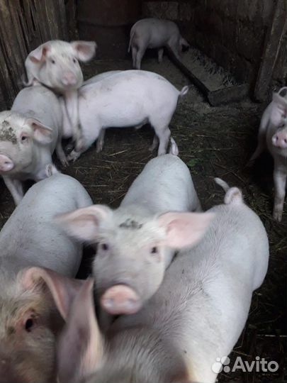 Поросята породы см-1, 1,5 месяца