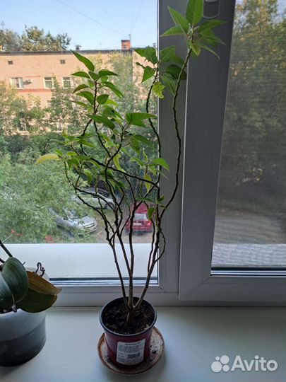 Пуансеттия