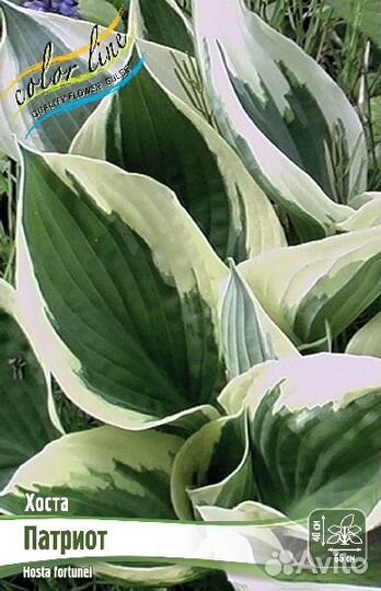 Продаем корневища хосты