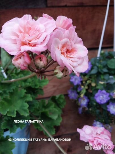 Пеларгония герань