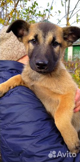 В добрые руки