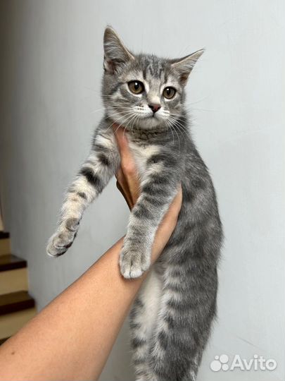 Котенок милый