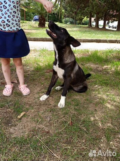 Собака в добрые руки