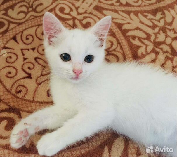 Бронь Белоснежка ищет дом