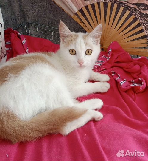 Котик в добрые руки