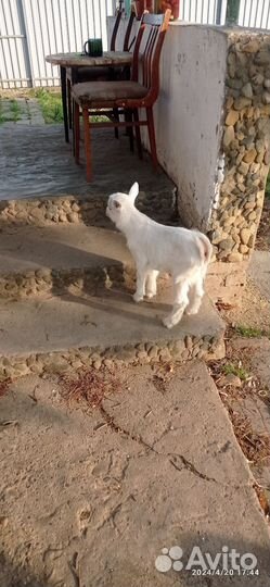 Козочка и козленок