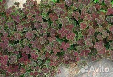 Счастливый клевер почтой