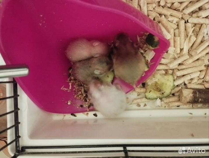 Сирийский хомяк маленький