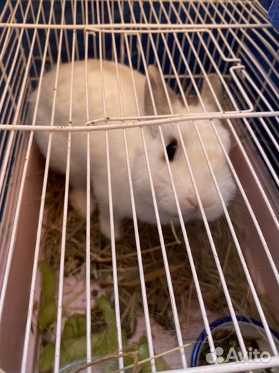 Декоративные карликовые кролики