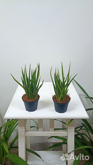 Сансевиерия