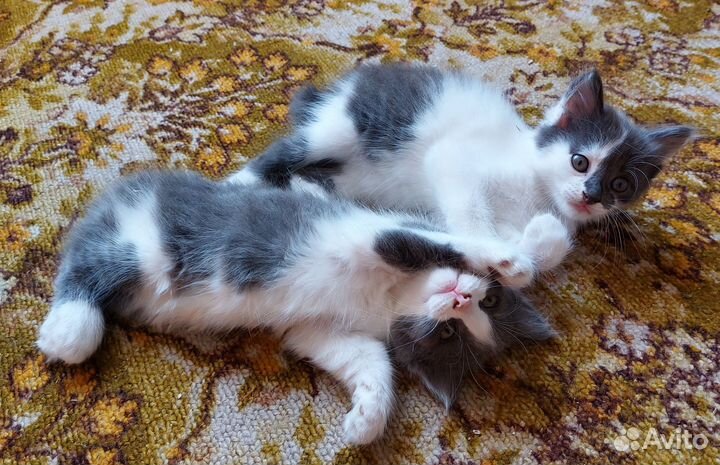 Кошка в дар бесплатно