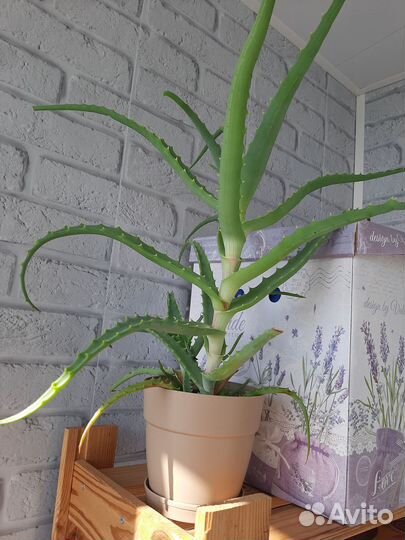 Алоэ столетник