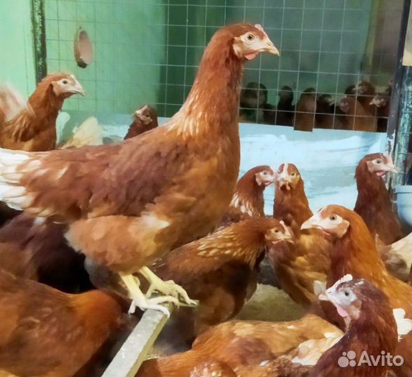 Куры молодки несушки