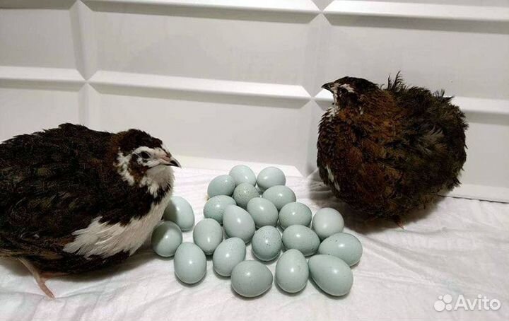 Несушки селадон, самцы, бирюзовое инк.яйцо