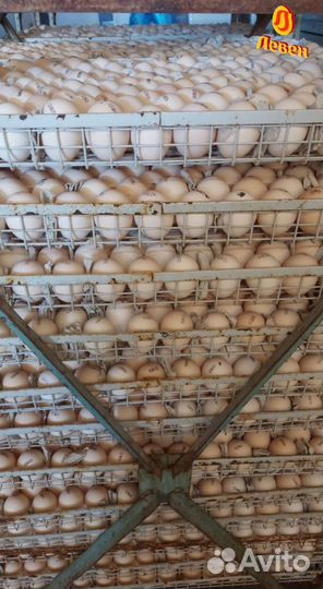 Инкубационное яйцо бройлера Кобб 500,росс 308