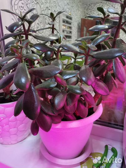 Толстянка денежное дерево