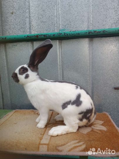 Кролики нпв