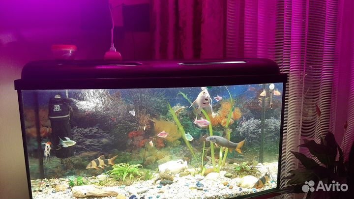 Аквариум