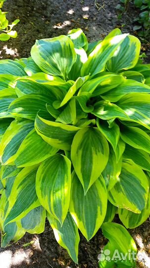 Саженцы Хост,Клопогон,Бадан,гейхера