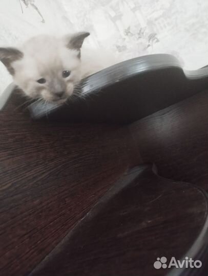 Кошка в дар бесплатно