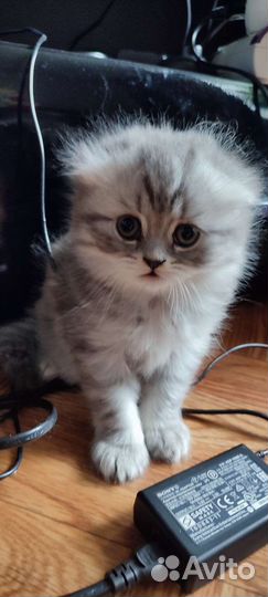 Котята продаются