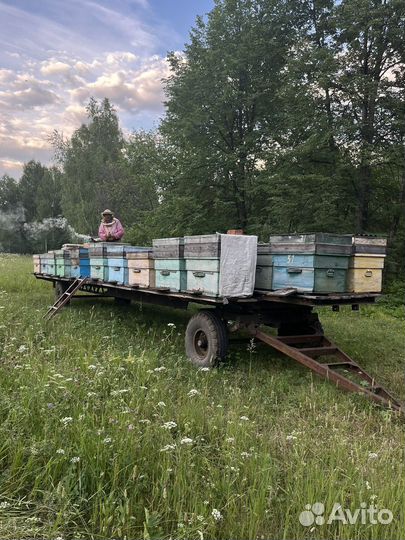 Мед липовый и разнотравье(цветочный)