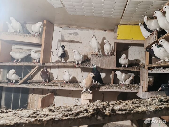 Голуби армянские