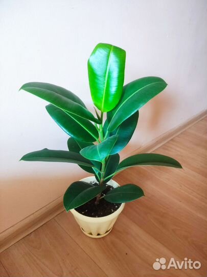 Продам комнатное растение Фикус