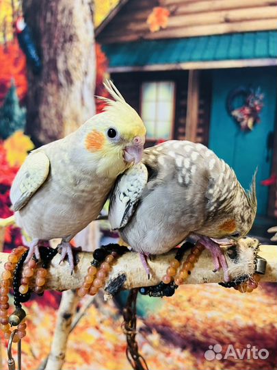 Выкормыши корелл