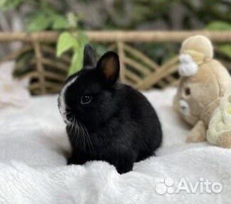 Карликовые Кролики из Питомника, Привитые