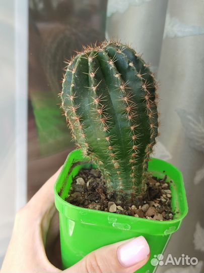 Кактусы эспостоа ланата и Эхинопсис