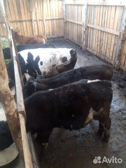 Корова телята и бычки